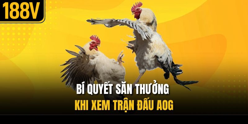 Bí quyết săn thưởng khi xem trận đấu AOG