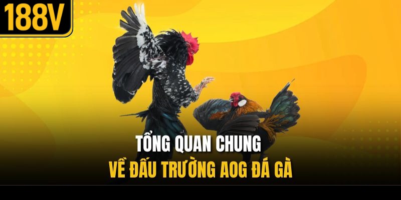 Tổng quan chung về đấu trường AOG đá gà